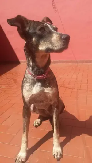 Cachorro raça SRD idade 1 ano nome Paçoquinha