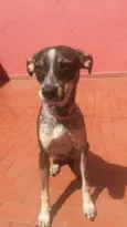Paçoquinha