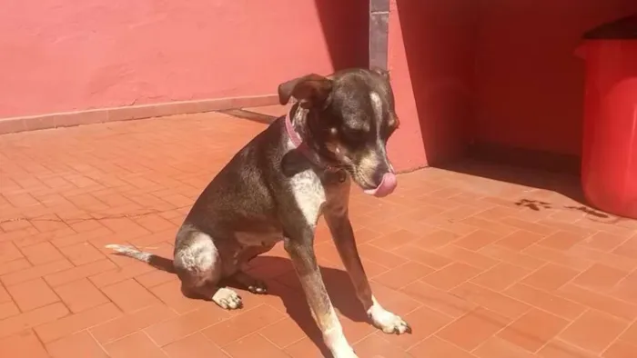 Cachorro ra a SRD idade 1 ano nome Paçoquinha
