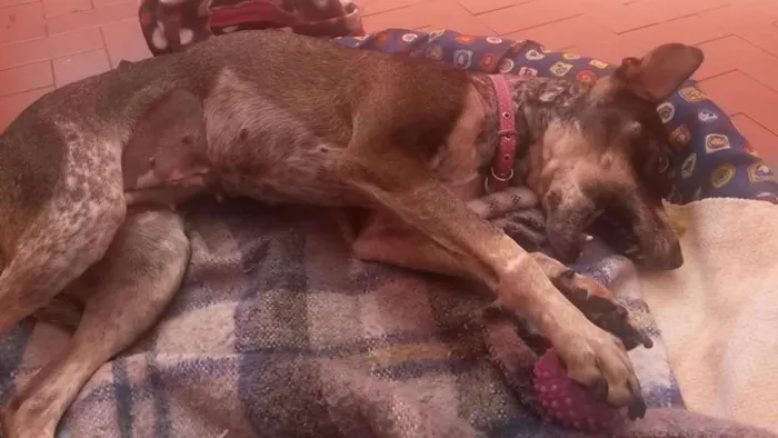 Cachorro ra a SRD idade 1 ano nome Paçoquinha