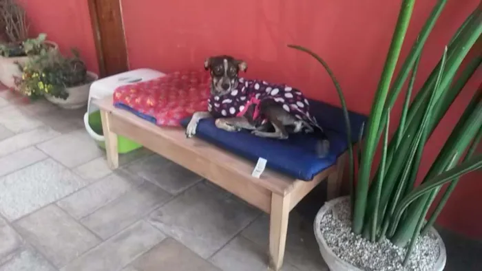 Cachorro ra a SRD idade 1 ano nome Paçoquinha