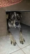 Paçoquinha