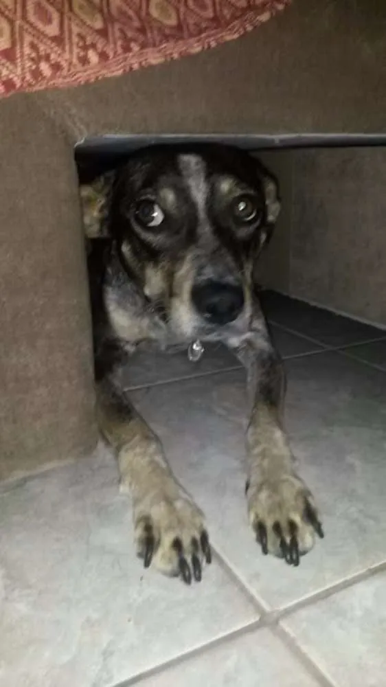 Cachorro ra a SRD idade 1 ano nome Paçoquinha