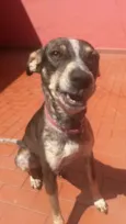 Paçoquinha