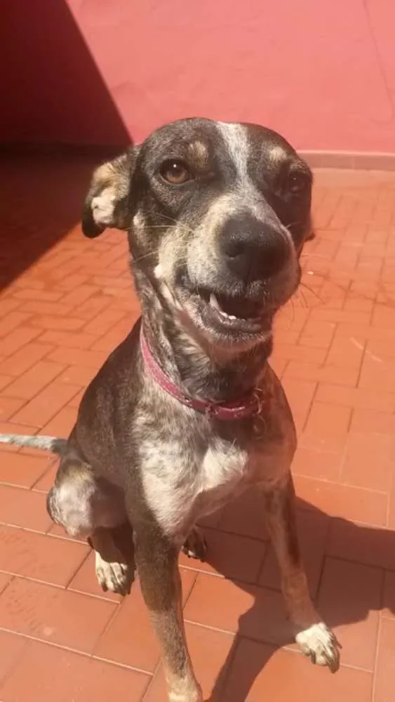 Cachorro ra a SRD idade 1 ano nome Paçoquinha