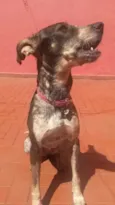 Paçoquinha