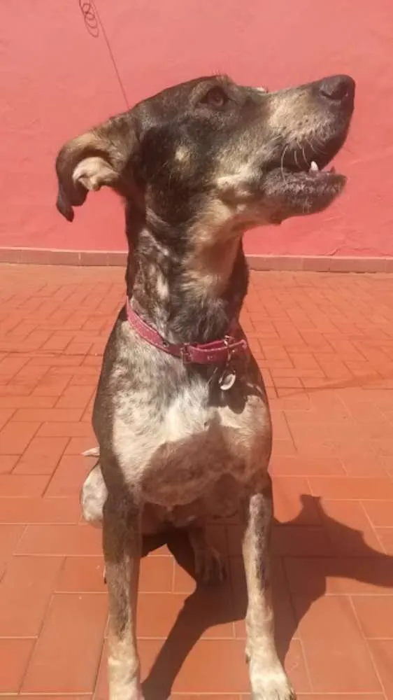 Cachorro ra a SRD idade 1 ano nome Paçoquinha