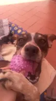 Paçoquinha