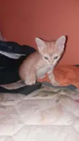 Thomas