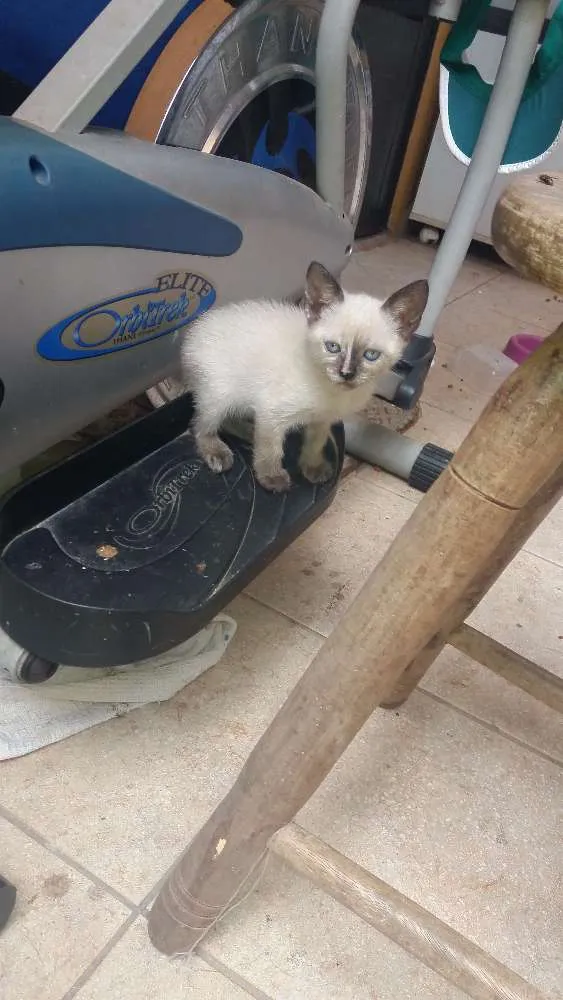 Gato ra a  idade Abaixo de 2 meses nome Maggie