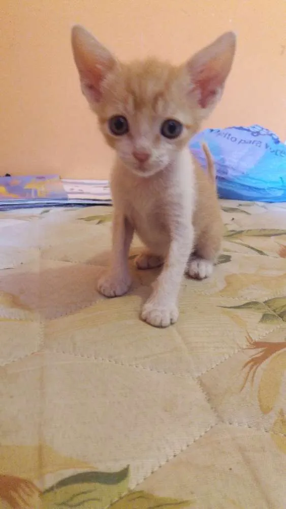 Gato ra a  idade Abaixo de 2 meses nome Tom