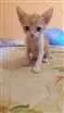 Gato raça  idade Abaixo de 2 meses nome Tom