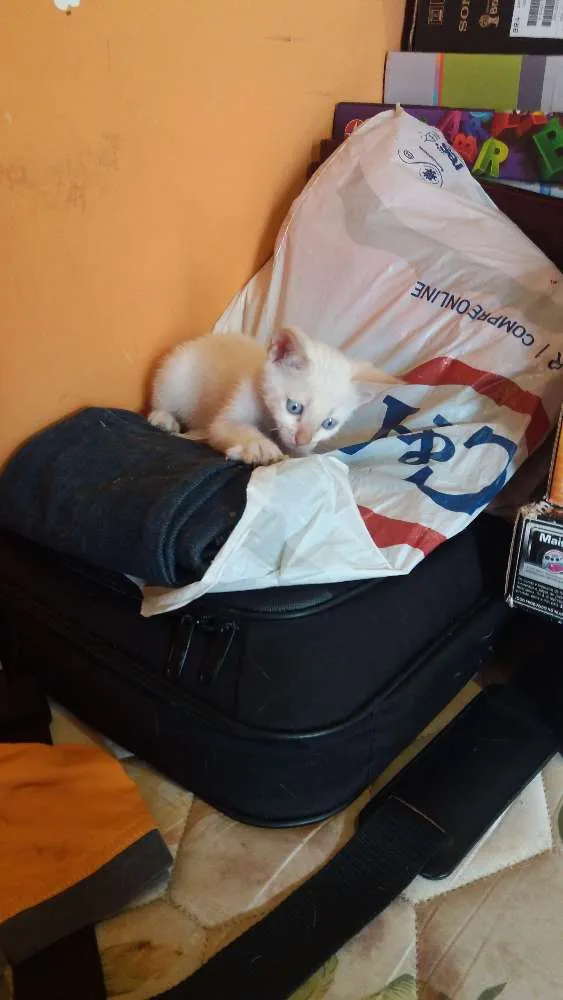 Gato ra a  idade Abaixo de 2 meses nome Pou