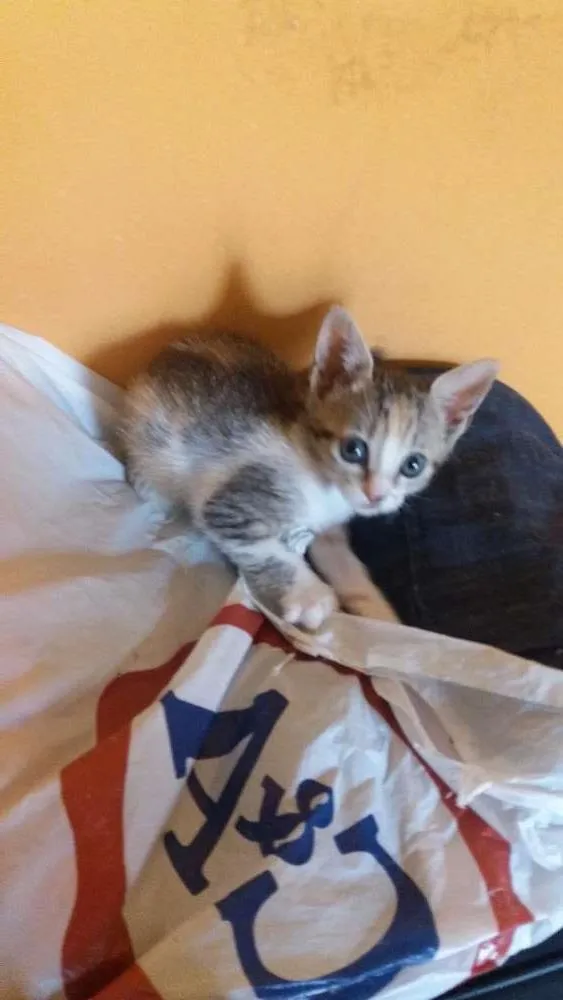 Gato ra a  idade Abaixo de 2 meses nome Lisa