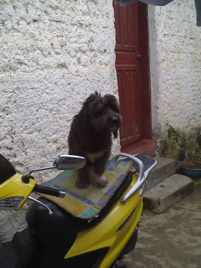 Cachorro raça Boodle  idade 6 ou mais anos nome Bethoven