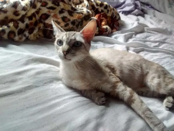 Gato ra a misto idade 1 ano nome Lucy 