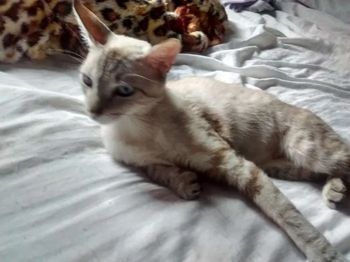 Gato ra a misto idade 1 ano nome Lucy 