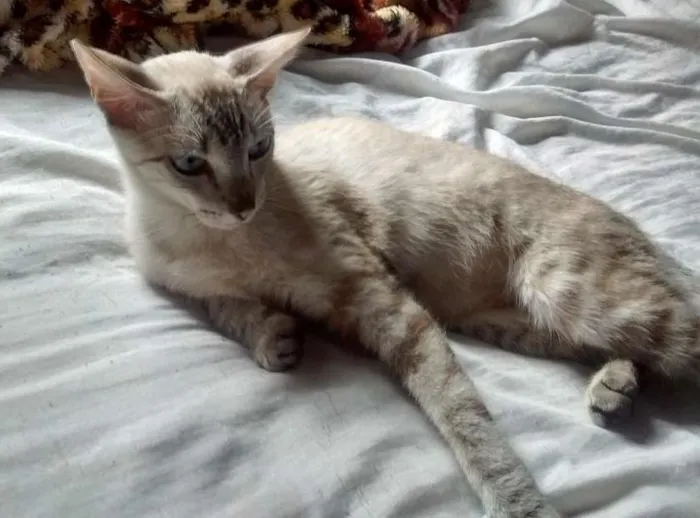 Gato ra a misto idade 1 ano nome Lucy 