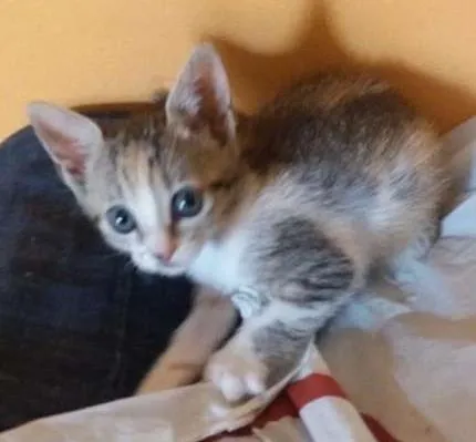 Gato ra a  idade Abaixo de 2 meses nome Lisa