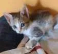 Gato raça  idade Abaixo de 2 meses nome Lisa