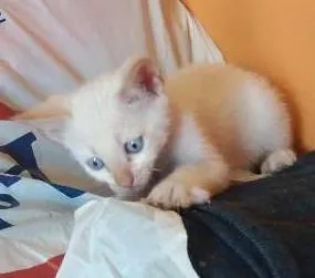 Gato ra a  idade Abaixo de 2 meses nome Pou