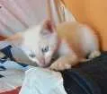 Gato raça  idade Abaixo de 2 meses nome Pou
