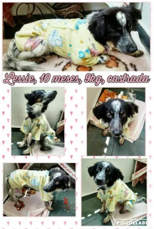 Cachorro raça Mistura border collie idade 7 a 11 meses nome Lessie