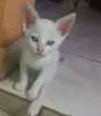 Gato raça  idade  nome Johnny