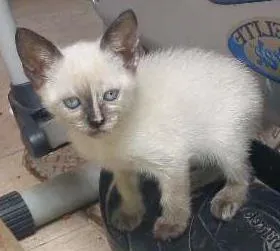 Gato ra a  idade Abaixo de 2 meses nome Maggie