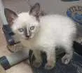 Gato raça  idade Abaixo de 2 meses nome Maggie
