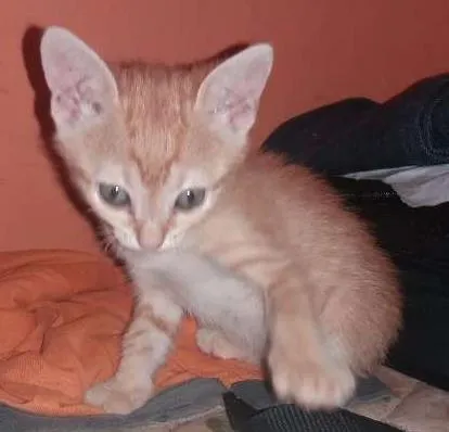 Gato ra a  idade Abaixo de 2 meses nome Thomas