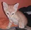 Gato raça  idade Abaixo de 2 meses nome Thomas