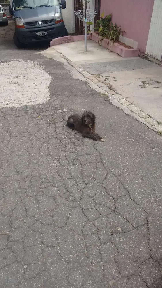 Cachorro ra a  idade  nome Anonimo