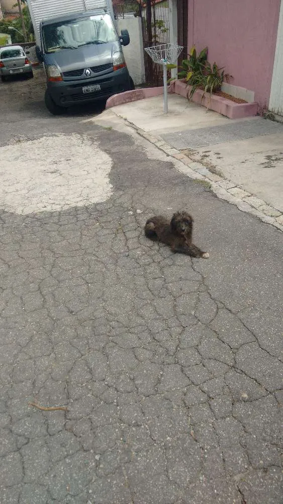 Cachorro ra a  idade  nome Anonimo