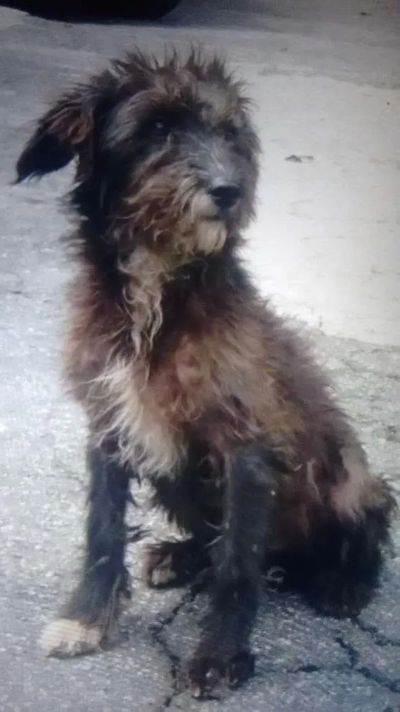 Cachorro ra a  idade  nome Anonimo
