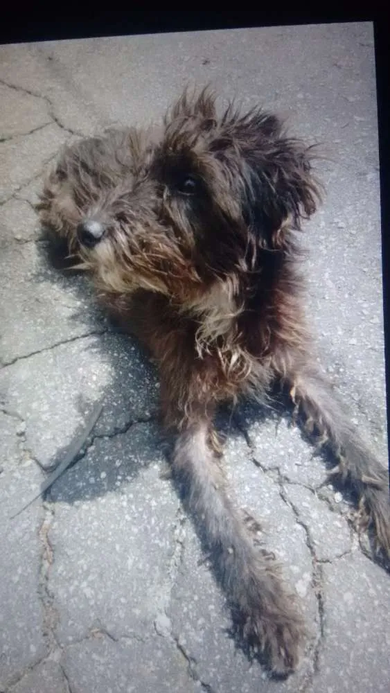 Cachorro ra a  idade  nome Anonimo