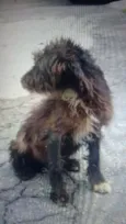 Anonimo