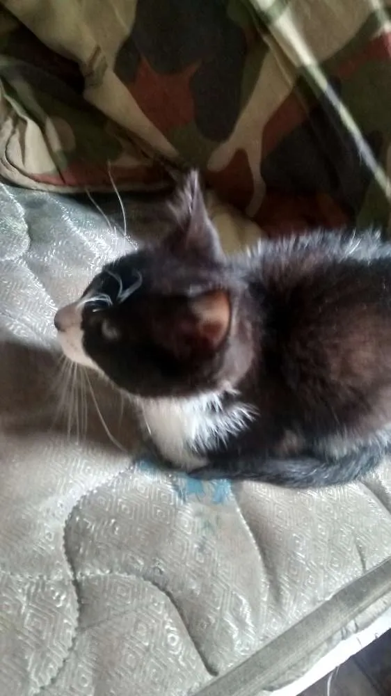 Gato ra a Vira Lata idade Abaixo de 2 meses nome Margo