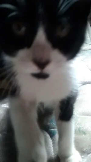 Gato raça Vira Lata idade Abaixo de 2 meses nome Margo