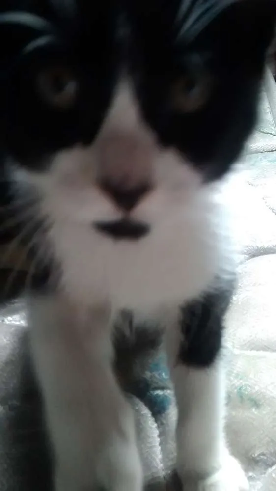 Gato ra a Vira Lata idade Abaixo de 2 meses nome Margo