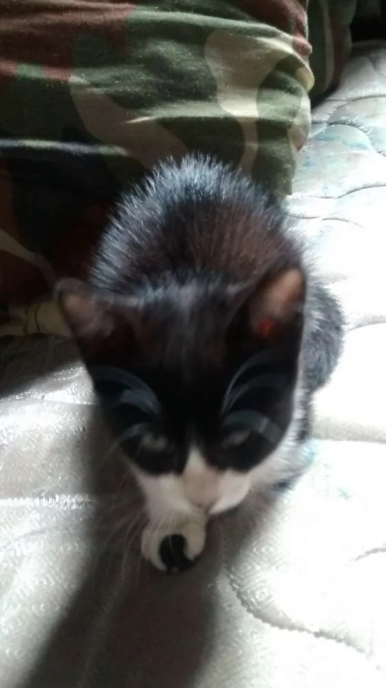 Gato ra a Vira Lata idade Abaixo de 2 meses nome Margo