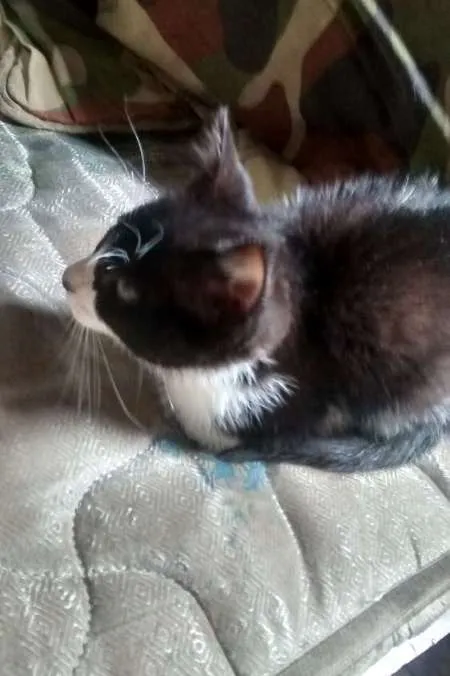 Gato ra a Vira Lata idade Abaixo de 2 meses nome Margo