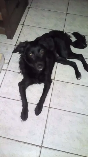 Cachorro raça Vila ralata idade 1 ano nome Cristal