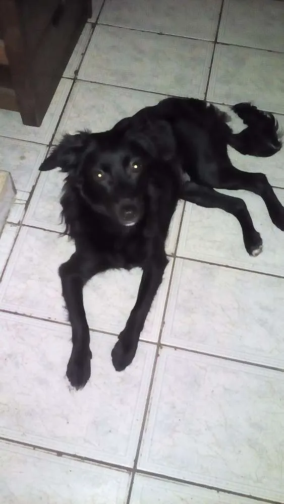 Cachorro ra a Vila ralata idade 1 ano nome Cristal