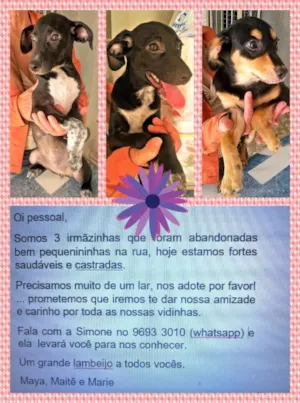 Cachorro raça SRD idade 2 a 6 meses nome Maya Maitê Marie