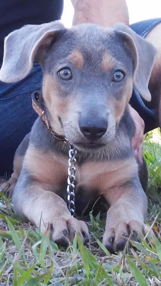 Cachorro ra a Mestiça idade 7 a 11 meses nome Dominique