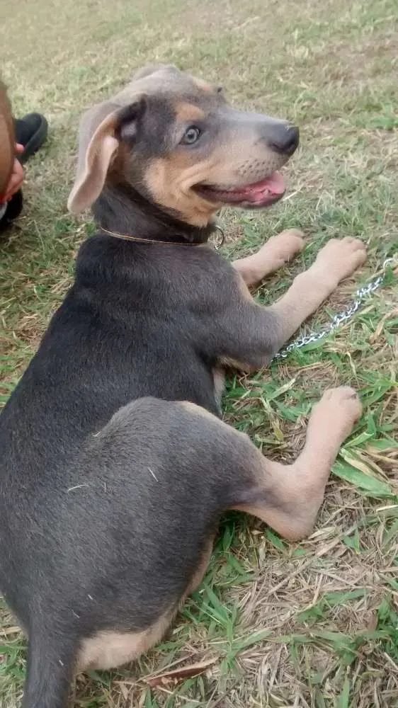 Cachorro ra a Mestiça idade 7 a 11 meses nome Dominique