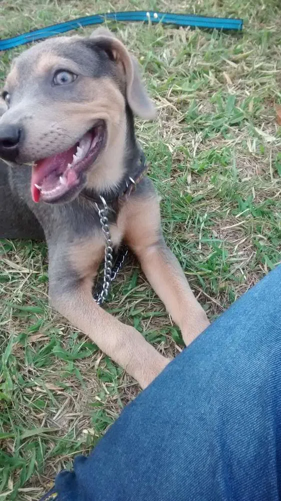 Cachorro ra a Mestiça idade 7 a 11 meses nome Dominique