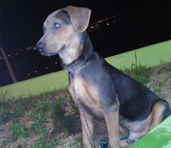 Cachorro ra a Mestiça idade 7 a 11 meses nome Dominique