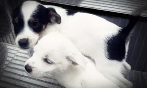 Cachorro raça Vira lata idade Abaixo de 2 meses nome Marley 2 